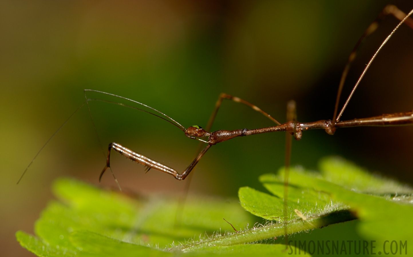 Phasmatodea sp [105 mm, 1/60 sec at f / 11, ISO 100]